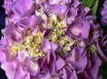imagen Las Hortensias