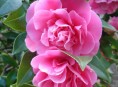 imagen Historia de la camelia