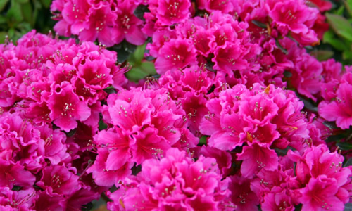 azalea fucsia