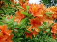 imagen La azalea simple