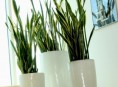 imagen Iluminacion de la plantas de interior