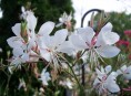 imagen Gaura