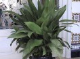 imagen La Aspidistra