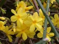 imagen El Jazmín Amarillo