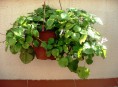 imagen Cuida tus plantas de interior