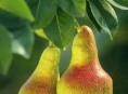 imagen Cuidados de los frutales