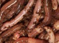 imagen Nutrición orgánica de los suelos – Parte II