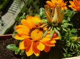 imagen La Gazania