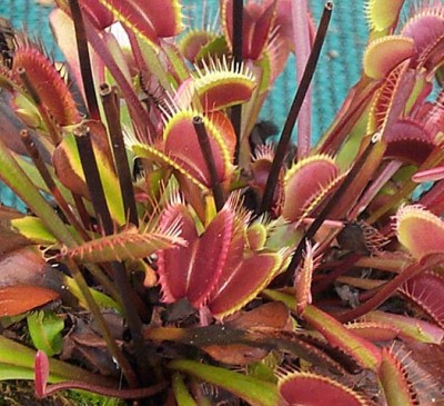 plantas-carnivoras-dionea