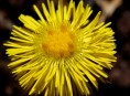 imagen Plantas que combaten la gripe – Parte V