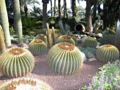 todo-sobre-cactus-y-suculentas-p2-01-400x300.jpg