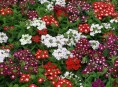 imagen Claves para que brille tu jardín de la A a la Z – Parte IV