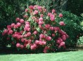 imagen Claves para que brille tu jardín, de la A a la Z – Parte I