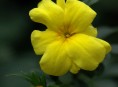 imagen Más sobre el Jazmín Amarillo