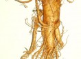 imagen Plantas Afrodisíacas y sus estímulos – Parte III