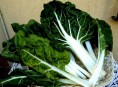 imagen Guía de cultivo: Acelga