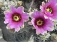 imagen Las fotos de mi desierto casi al natural
