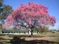 imagen El Lapacho