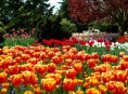 imagen Los hermosos tulipanes