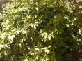 imagen El jardín de Graciela