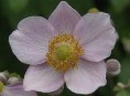 imagen Despertar de primavera – Primera Parte