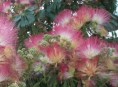 imagen Arboles: Acacia de Constantinopla