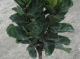 imagen Otras especies y variedades de Ficus