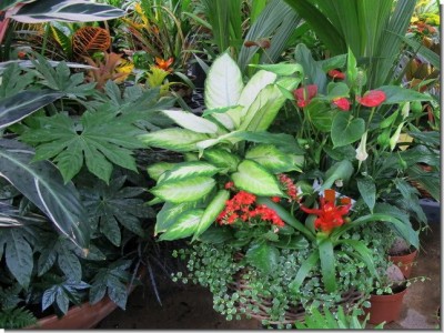 Plagas y enfermedades mas comunes de las plantas de interior Plagas y enfermedades mas comunes de las plantas de interior