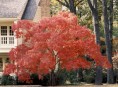 imagen Árboles: Arce Japonés