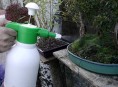 imagen Aprende más sobre el riego del Bonsai