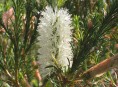 imagen Arbustos: la Melaleuca