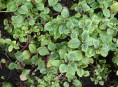 imagen Cubresuelos: Plectrantus