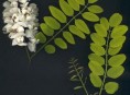 imagen Arboles pequeños: Acacia Bola