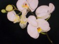 imagen Plantas de Interior con flor: la Orquídea