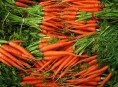 imagen Cultiva zanahorias en casa