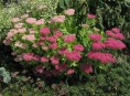 imagen El Sedum, una hermosa planta