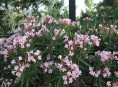 imagen Arbustos: el Laurel de Flor