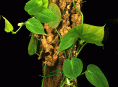 imagen Plantas de Interior: el Filodendro