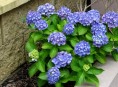 imagen Arbustos: la Hortensia