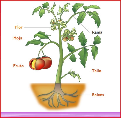Partes Da Planta