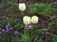 imagen Tulipa Gesneriana