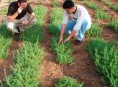 imagen Construir un jardín  (II)