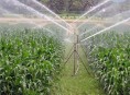 imagen Obtención de plantas nuevas mediante propagación vegetativa