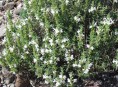 imagen Plantas Medicinales: Ajedrea