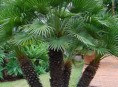 imagen Las Palmeras