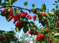 imagen Frutales y plagas