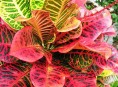 imagen Arbustos de interior: el Codiaeum