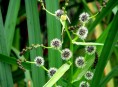 imagen Plantas acuáticas: Sparganium