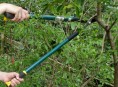 imagen Cuatro razones por las cuales podar un árbol