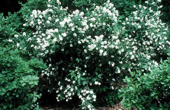 El philadelphius es un hermoso arbusto, en la época de floración produce abundantes flores blancas y muy aromáticas. El philadelphius es un hermoso arbusto, en la época de floración produce abundantes flores blancas y muy aromáticas.